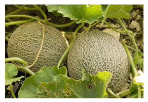 Melon