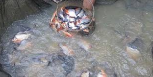 ikan bawal